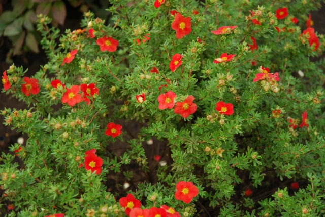 Potentilla 'Red Joker'