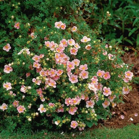 Pink Potentilla