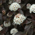 Ninebark 'Crimson'