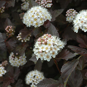 Ninebark 'Crimson'