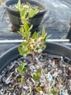Blueberry Plant 'Blue Crop'