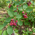 Downy Serviceberry