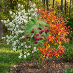 Downy Serviceberry