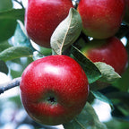 Apple Tree 'Red Delicious'