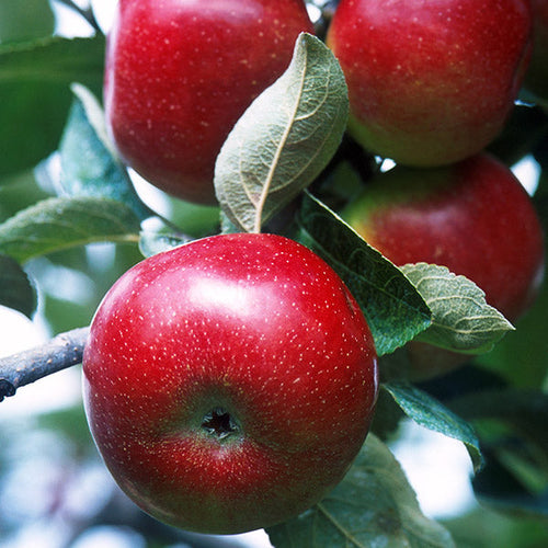 Apple Tree 'Red Delicious'