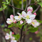 Apple Tree 'Red Delicious'
