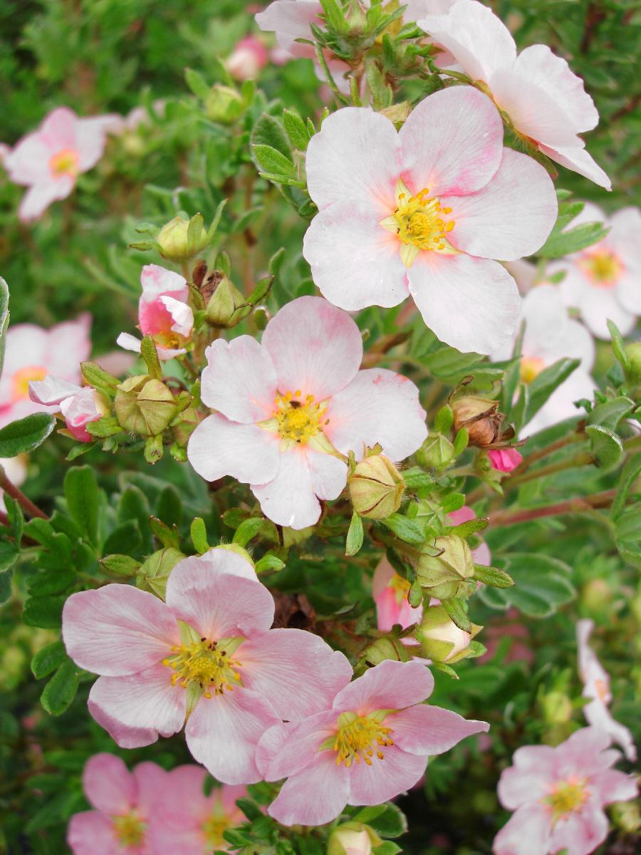 Pink Potentilla