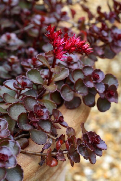 Sedum Stonecrop 'Dragons Blood'