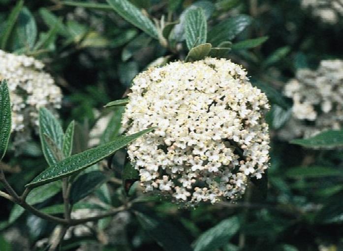 Pragense Viburnum