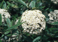 Pragense Viburnum