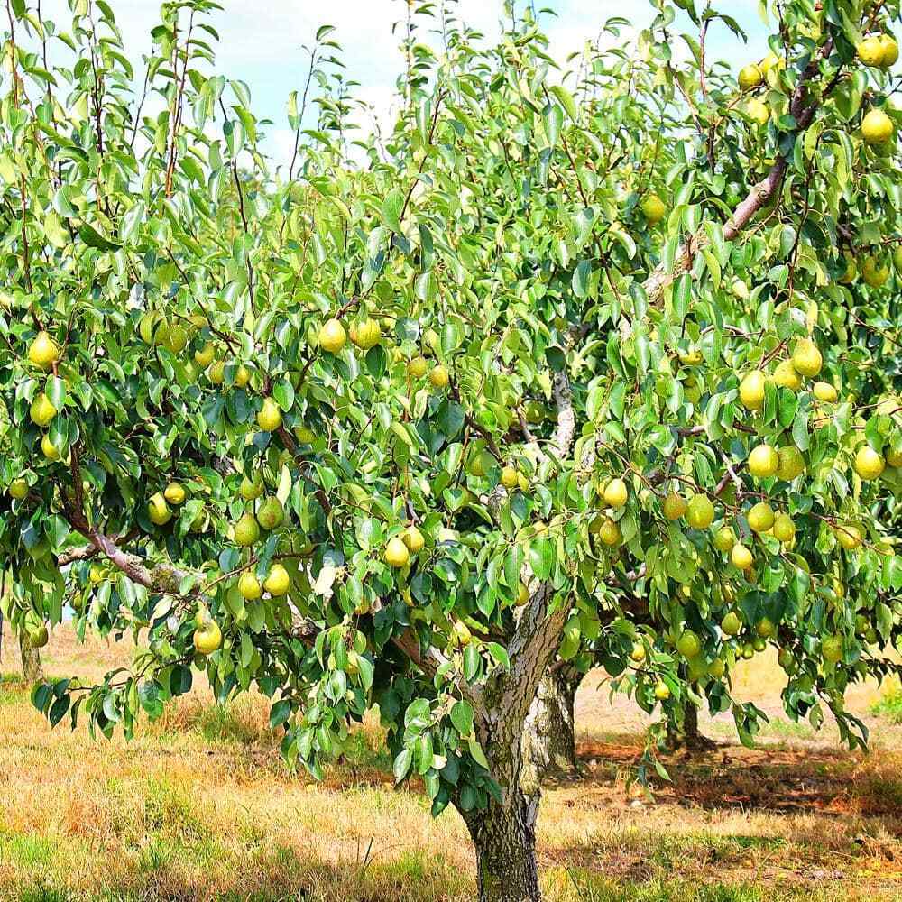 Pear Tree 'Kieffer'