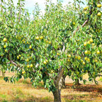 Pear Tree 'Kieffer'