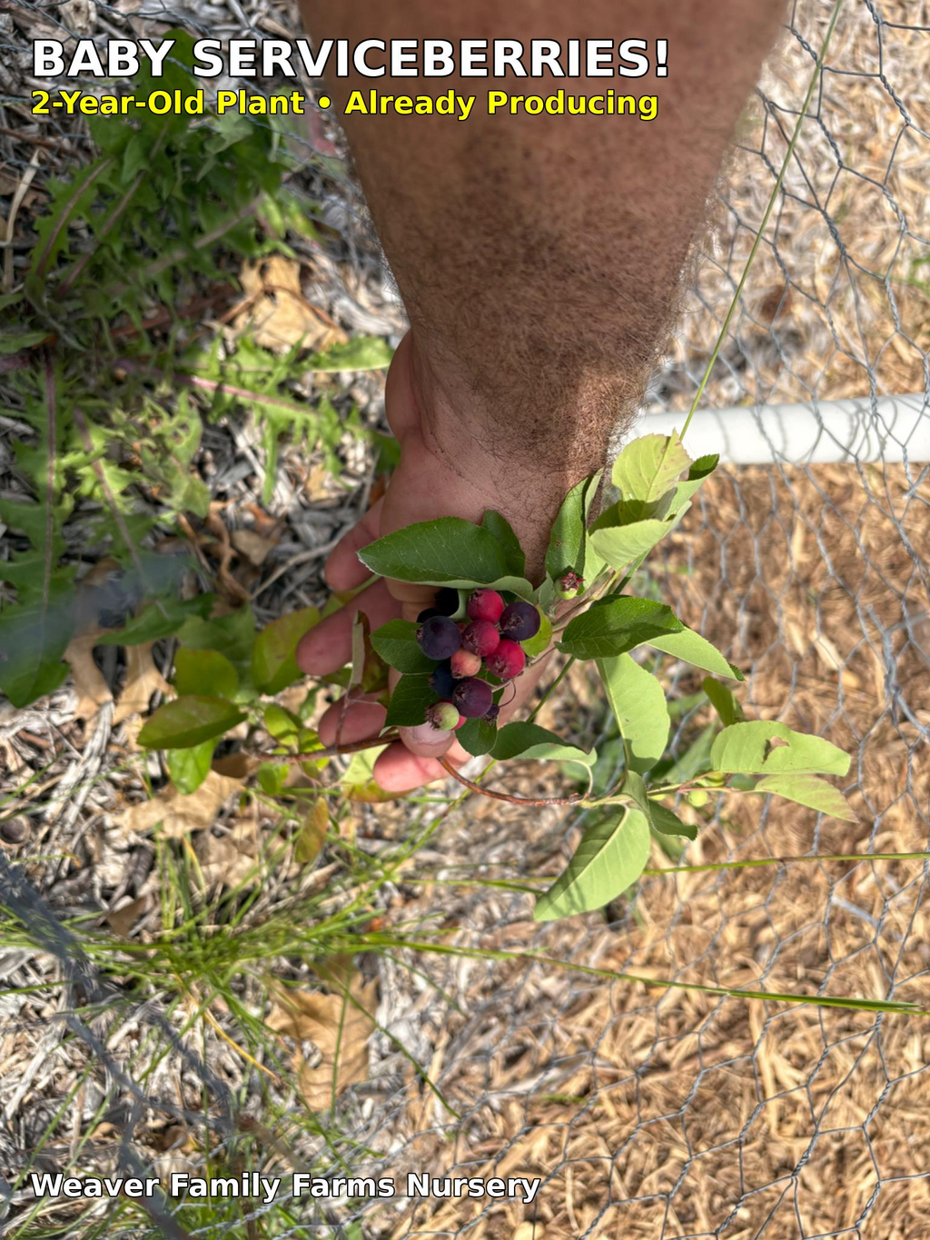 Saskatoon Serviceberry
