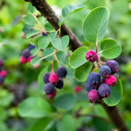 Saskatoon Serviceberry