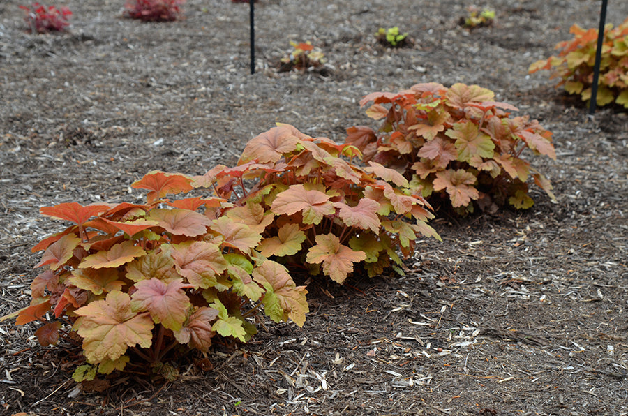 Coral Bells 'Southern Comfort'