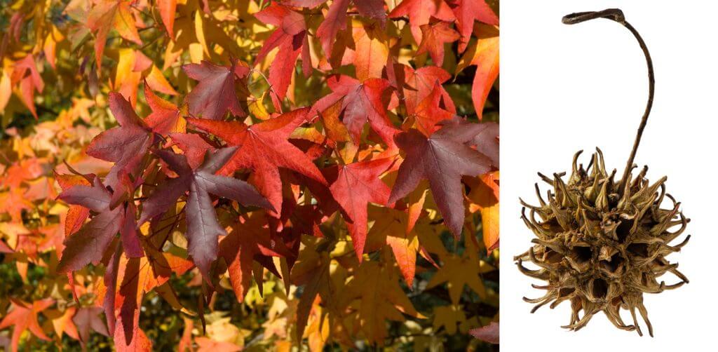 Sweet Gum Tree