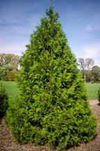 Arborvitae 'Elegantissima'