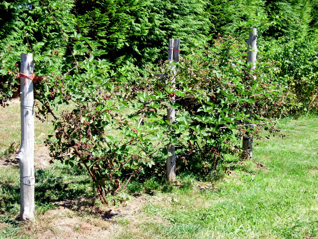 Blackberry 'Triple Crown'
