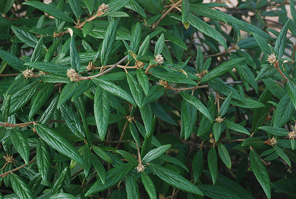 Pragense Viburnum