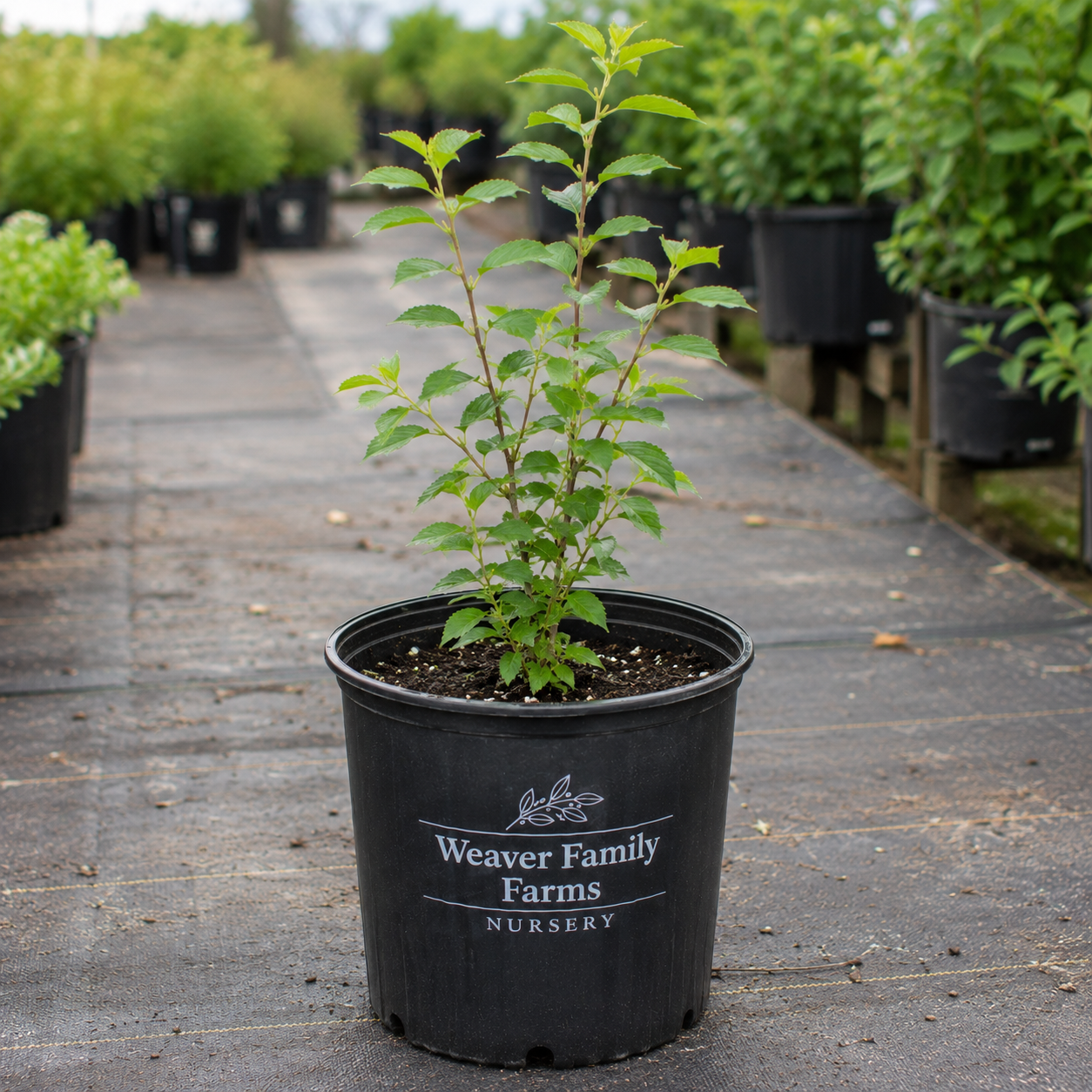 Nanking Cherry 'Jules'