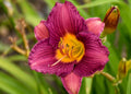 Daylily 'Purple D' Oro'