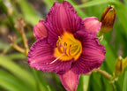 Daylily 'Purple D' Oro'